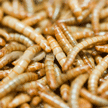 mealworms.gif